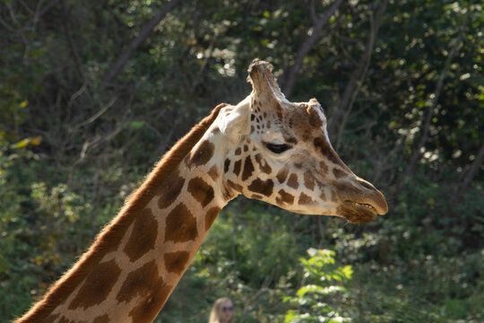 Rothschild's giraffe (Giraffa camelopardalis rothschildi) head and neck of an adult Rothschild's giraffe with green