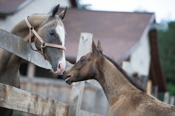 portrait of  purebred akhal-teke stallion and foal in communication. cloudy day