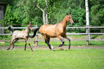 running purebred akhalteke dam with foal in the paddock