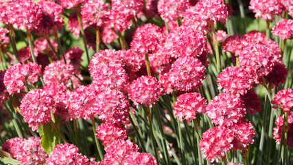 Tapis de fleurs rose rougeâtre de gazon d'Espagne ou oeillet marin (Armeria hybrida 'Ornament')
