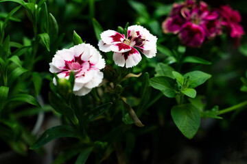 Beautiful background with white and red flowers and green leaves