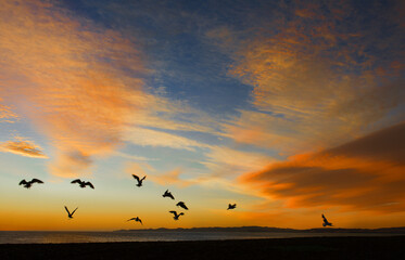 Silhouette of a flock of birds flying over coastal landscape at sunset, New Zealand