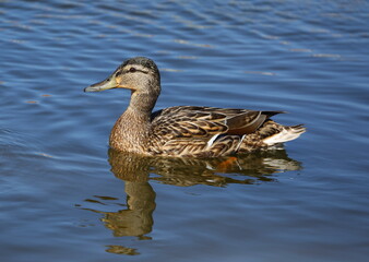 Wild duck swims in blue water