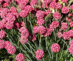Armeria hybrida 'Ornament' |  Gazon d'Espagne ou oeillet marin à petites fleurs rose rougeâtre...