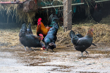 crow steals egg - Eierdiebstahl