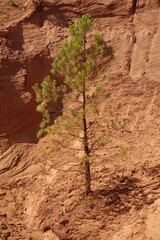 Baum an einem Ockerfelsen bei Roussillon