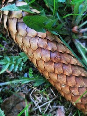 macro of a forest pine cone