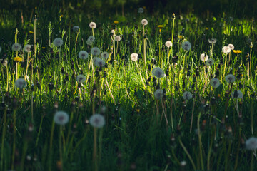 Meadow full of dandelions - Łąka pełna dmuchawców