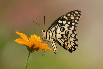 𝓒𝓱𝓮𝓺𝓾𝓮𝓻𝓮𝓭 𝓢𝔀𝓪𝓵𝓵𝓸𝔀𝓽𝓪𝓲𝓵 𝓑𝓾𝓽𝓽𝓮𝓻𝓯𝓵𝔂