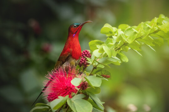 Crimson Sunbird