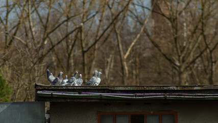 Obraz premium Pigeons on the roof