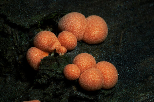 Fruiting bodies of Lycogala epidendrum, known as wolf's milk or groening's slime .