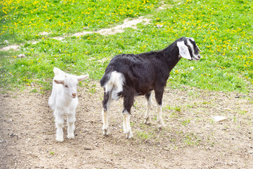A black goat and a white baby goat stand in a meadow