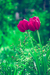 Tulips in the garden - Tulipany w ogrodzie