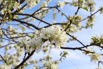 Beautiful white flowers on the branches of an apple tree. Close-up. Background. Scenery. Texture.