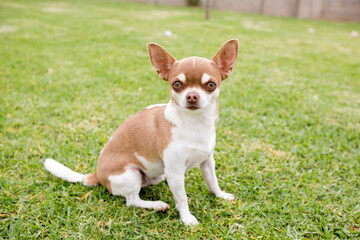 chihuahua puppy sitting on grass