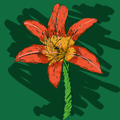 Vector illustration of hand drawn lily