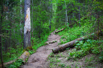 Path in the old mountain forest. Way. Stroll. Hiking. Health trail. Background. Scenery.