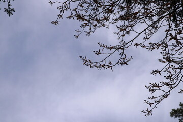 Close up of leaves at branches. Cloudy background a spring day. Stockholm, Sweden, Europe.