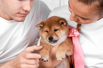A young woman and a young man hold a cute red Shiba Inu puppy with a pink bow around its neck. Close up.
