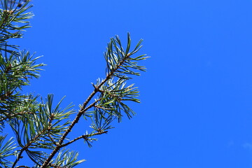 Needle tre against a clear blue sky. Spring or summar day outside. Close up and isolated. Area for copy space. Stockholm, Sweden.