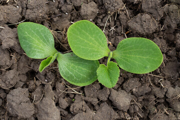 Pumpkin seedlings. Green leaves of the Cucurbita plant. Food and forage crops