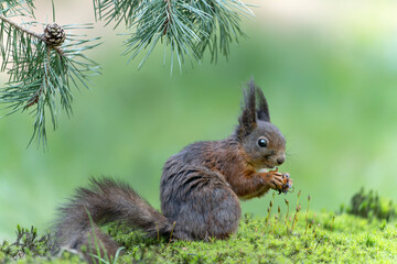 Beautiful Eurasian red squirrel (Sciurus vulgaris) eating a hazelnut in the forest of Noord Brabant in the Netherlands.    