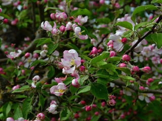 A close-up of an apple flower with pink and white petals and yellow stamens against the background of the upper branches of a profusely blooming garden tree.
