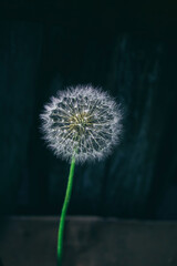 Air fragile dandelion on a dark wood background. Summer flower
