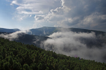 Fototapeta premium Mountain landscape with forest in the summer. Silhouettes of fir trees in the fog