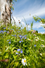 Frühsommerwiese © Harlekin-Graphics