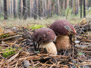White mushrooms Butyriboletus regius or boletus regius in the forest.