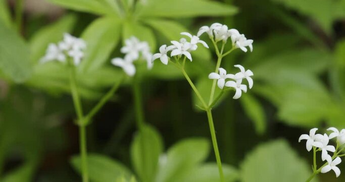 The floer of Galium odoratum, the sweetscented bedstraw