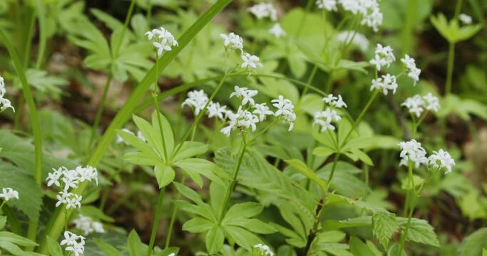 The floer of Galium odoratum, the sweetscented bedstraw