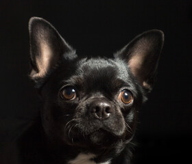 Chihuahua dog lowkey portrait black background