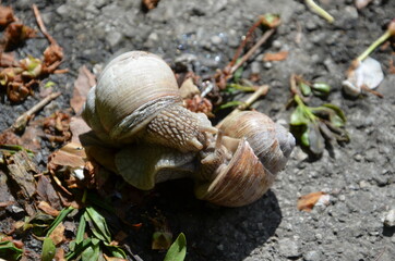 hugging snails