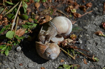hugging snails