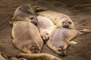 Sea lions on a sandy beach in California sleeping together