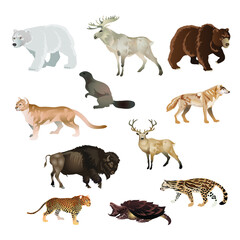 collage of north American wild life   animals