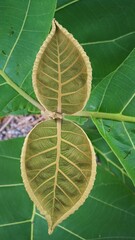 Teak leaves