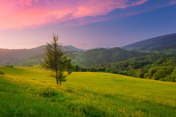Fototapeta na wymiar Picturesque summer evening scenery of Ukrainian Carpathian mountains. Green grass slopes with wildflowers under a beautiful sunset sky.