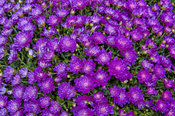 purple flowers in the garden
