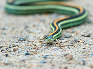 Plains Garter Snake