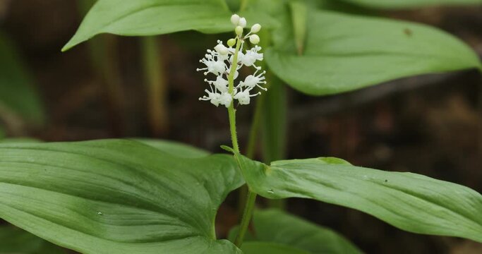 Flowers of Mercurialis perennis, commonly known as dog's mercury
