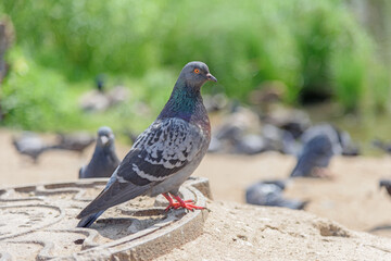 A lone dove sits on the ground on a sunny day