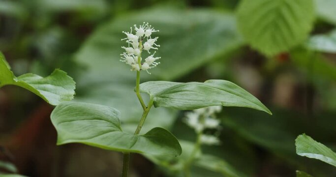 Flowers of Mercurialis perennis, commonly known as dog's mercury