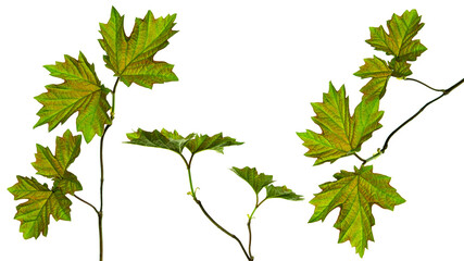 Maple leaf set. Isolated. Spring young greenery for decoration.