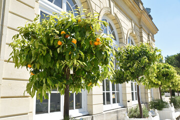 Fototapeta na wymiar Orangers en jardinière