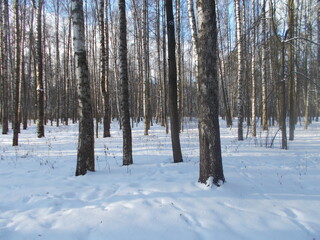 the sun is shining the frost is cracking the mood is wonderful