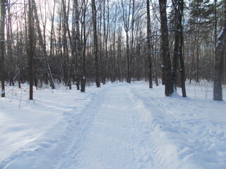 snow-covered road in the winter forest for walking and recreation 